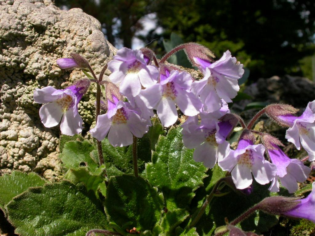 Haberlea rhodopensis botanical background